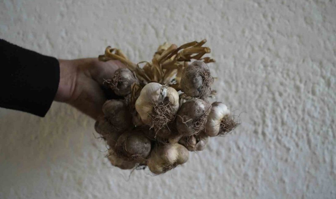 Gümüşhane’de yüzlerce yıldır ekilen ata tohumu ‘siyah sarımsak’ın yerel çeşit