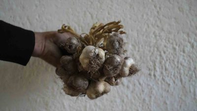 Gümüşhane’de yüzlerce yıldır ekilen ata tohumu ‘siyah sarımsak’ın yerel çeşit