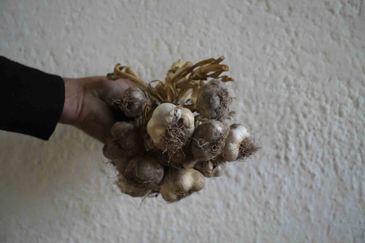 Gümüşhane’de yüzlerce yıldır ekilen ata tohumu ‘siyah sarımsak’ın yerel çeşit