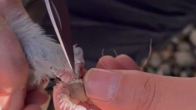 Gümüşhane’de ayakları ipe dolanan güvercin, itfaiye ekiplerinin müdahalesiyle kurtarıldı. Gümüşhane’nin