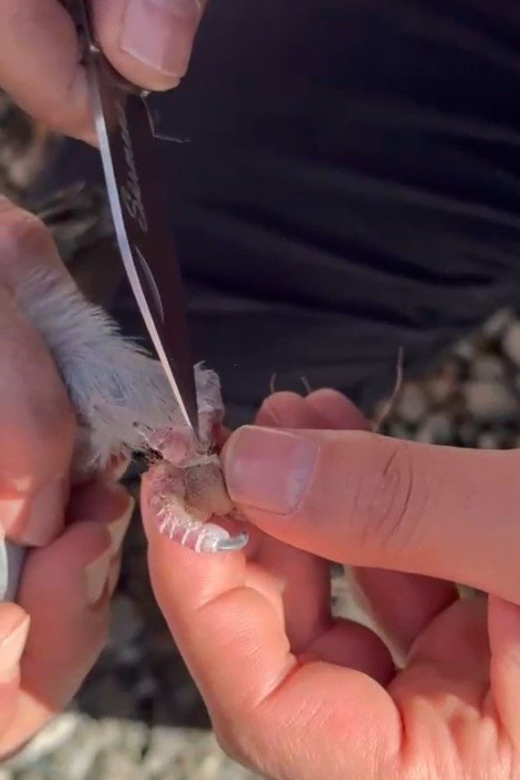 Gümüşhane’de ayakları ipe dolanan güvercin, itfaiye ekiplerinin müdahalesiyle kurtarıldı. Gümüşhane’nin