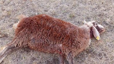 Erzurum’un Horasan ilçesine bağlı Hasan Bey köyünde koyun sürüsüne kurtlar