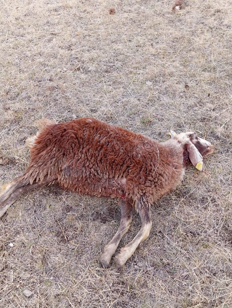Erzurum’un Horasan ilçesine bağlı Hasan Bey köyünde koyun sürüsüne kurtlar