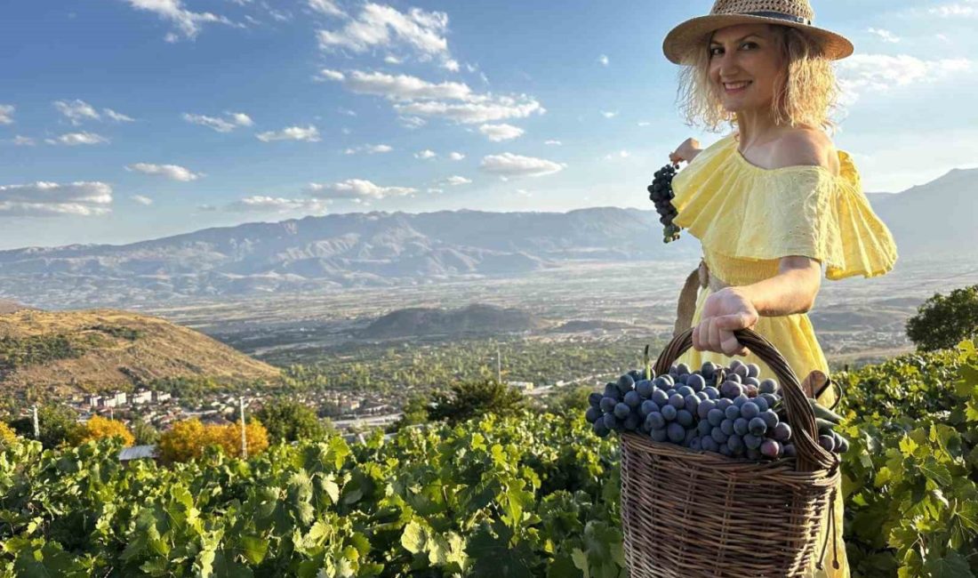 Erzincan’ın Üzümlü ilçesinde 200 yıllık bağlarda yetişen tescilli Cimin üzümünün