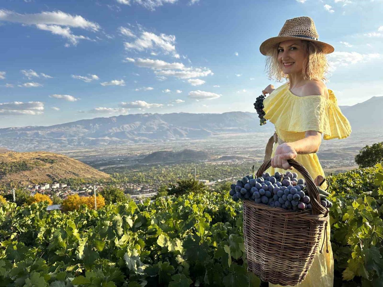 Erzincan’ın Üzümlü ilçesinde 200 yıllık bağlarda yetişen tescilli Cimin üzümünün