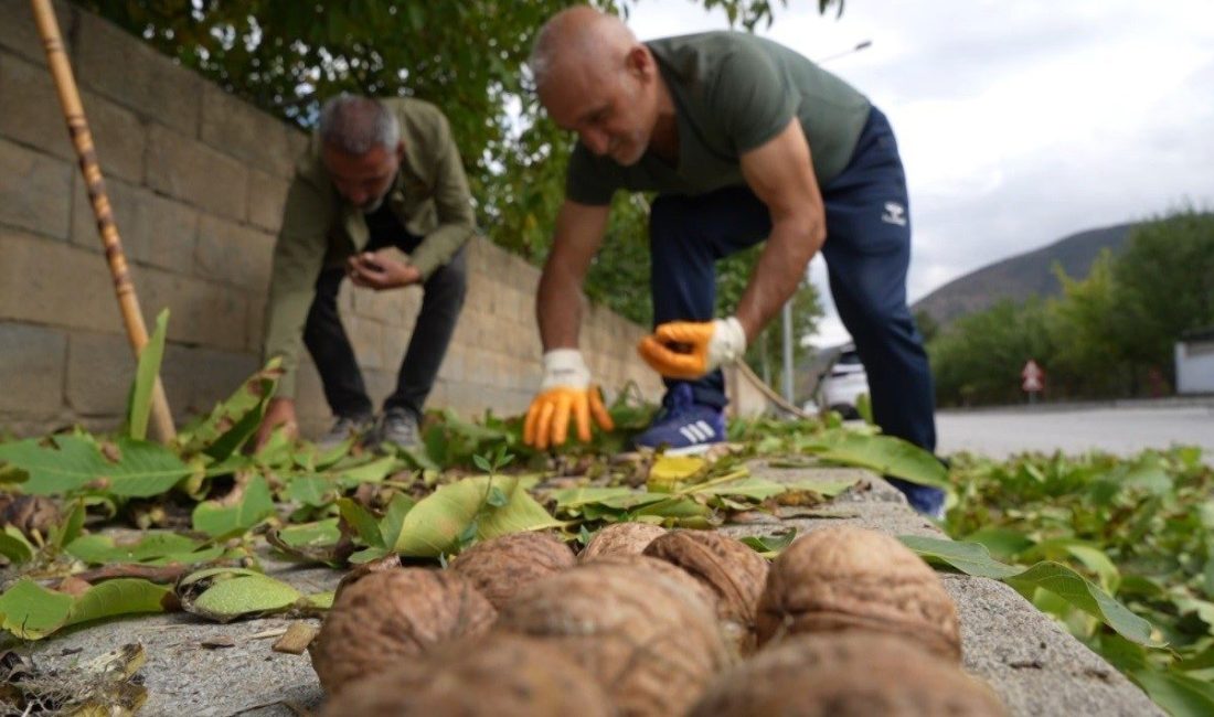 İnce kabuğu ve doluluk oranıyla yoğun talep gören Erzincan cevizinde
