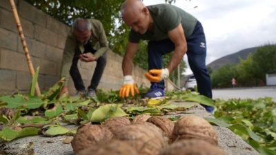 İnce kabuğu ve doluluk oranıyla yoğun talep gören Erzincan cevizinde