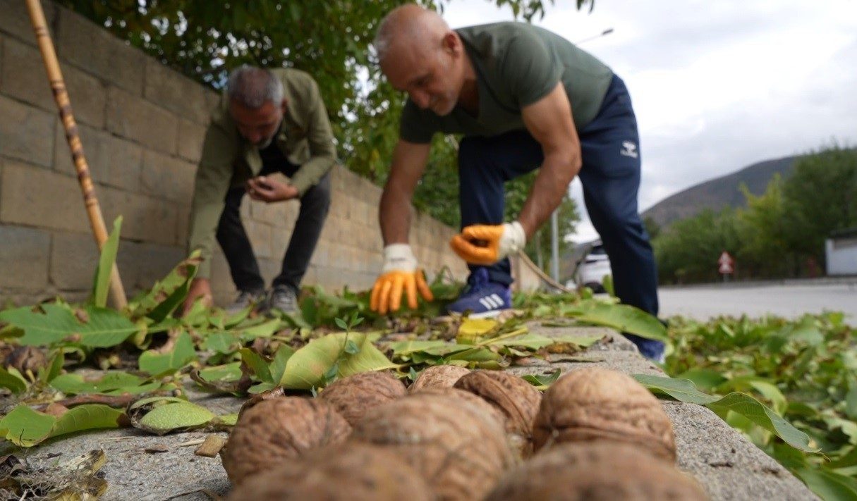 İnce kabuğu ve doluluk oranıyla yoğun talep gören Erzincan cevizinde