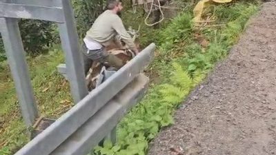Rize’nin Çamlıhemşin ilçesinde yoldan aşağıya yuvarlanan inek bulunduğu yerden vinçle