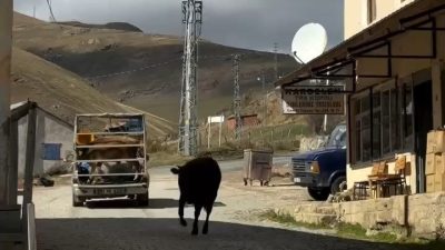 Gümüşhane’nin doğal güzellikleriyle ünlü Taşköprü Yaylası, hayvanların yürekleri ısıtan dostluk