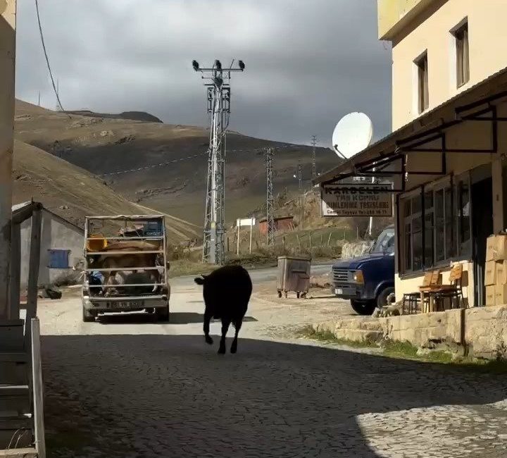 Gümüşhane’nin doğal güzellikleriyle ünlü Taşköprü Yaylası, hayvanların yürekleri ısıtan dostluk