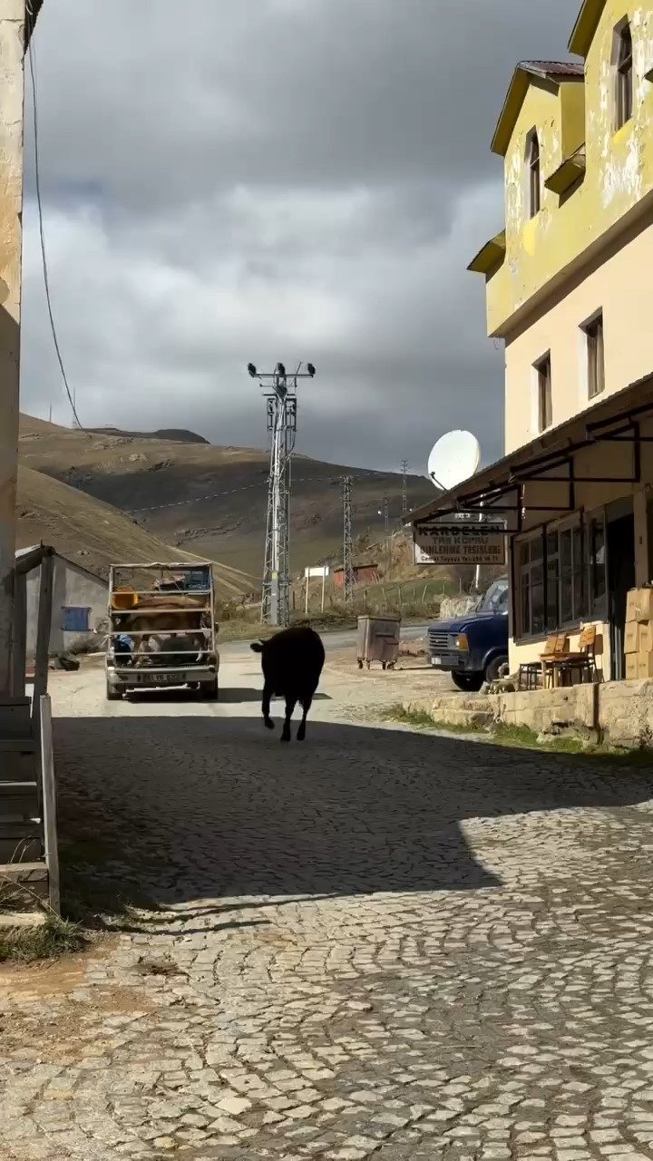 Gümüşhane’nin doğal güzellikleriyle ünlü Taşköprü Yaylası, hayvanların yürekleri ısıtan dostluk