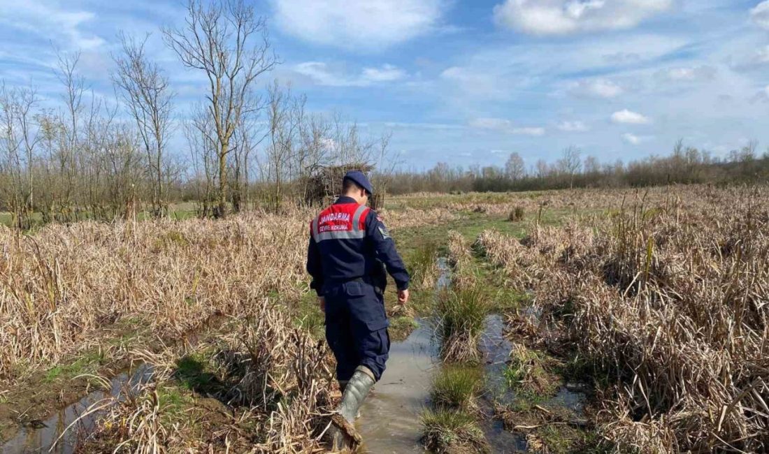 Sakarya’da Acarlar Longoz’u bölgesinde avcıların gizlenmek gayesiyle kullandığı güme diye