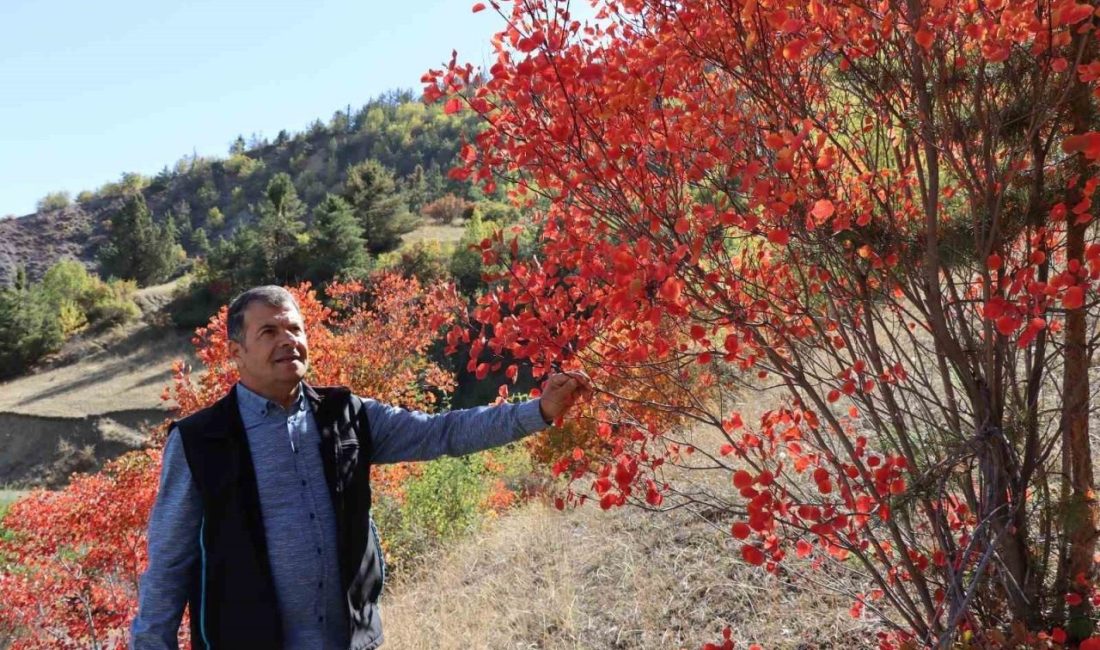 Erzurum’un Oltu ilçesine bağlı Arıtaş Mahallesi’nde sonbaharın gelişiyle birlikte doğa