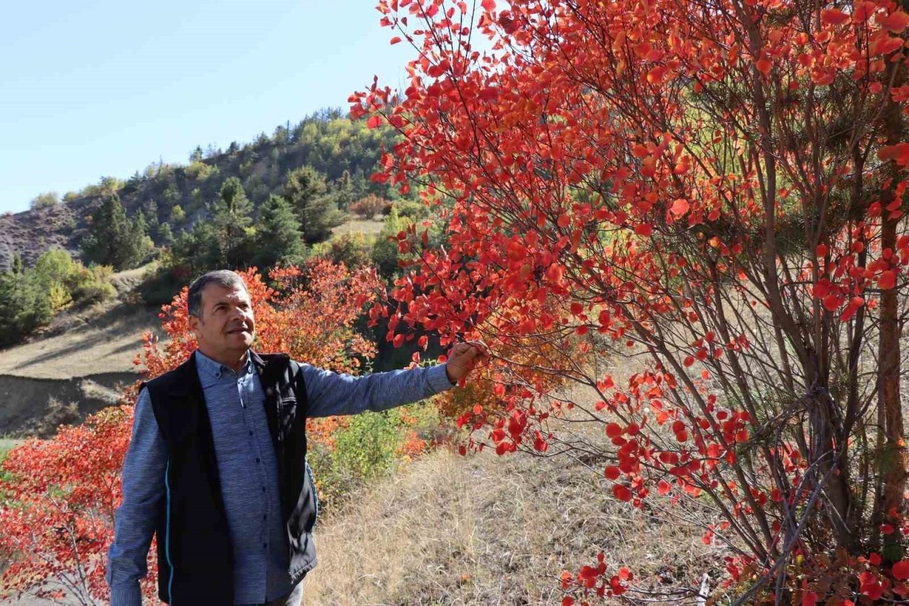 Erzurum’un Oltu ilçesine bağlı Arıtaş Mahallesi’nde sonbaharın gelişiyle birlikte doğa