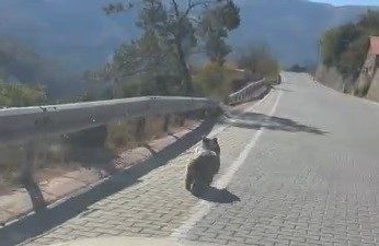 Erzincan’ın Kemaliye ilçesinde bu sabah saatlerinde yaşanan olay, yaban hayvanlarının