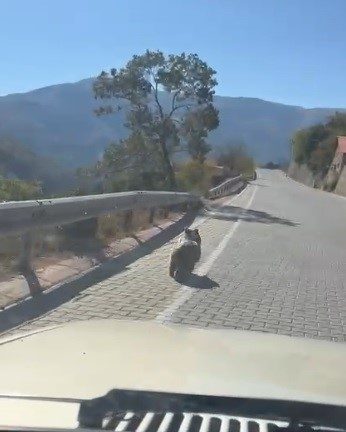 Erzincan’ın Kemaliye ilçesinde bu sabah saatlerinde yaşanan olay, yaban hayvanlarının