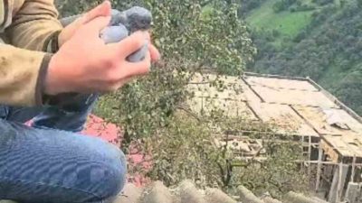 Rize’nin Ardeşen ilçesine bağlı Duygulu köyünde yoldan geçerken bir evin