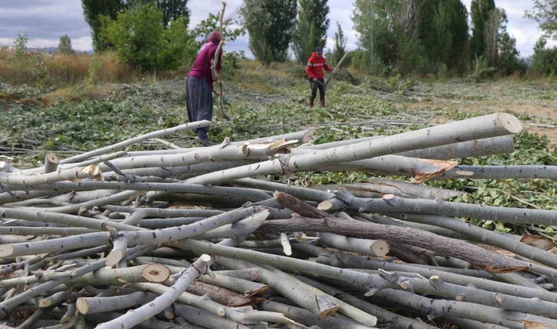 Erzincan’da havaların soğumasıyla birlikte kışlık yakacak ihtiyaçlarını gidermeye çalışan vatandaşlar,