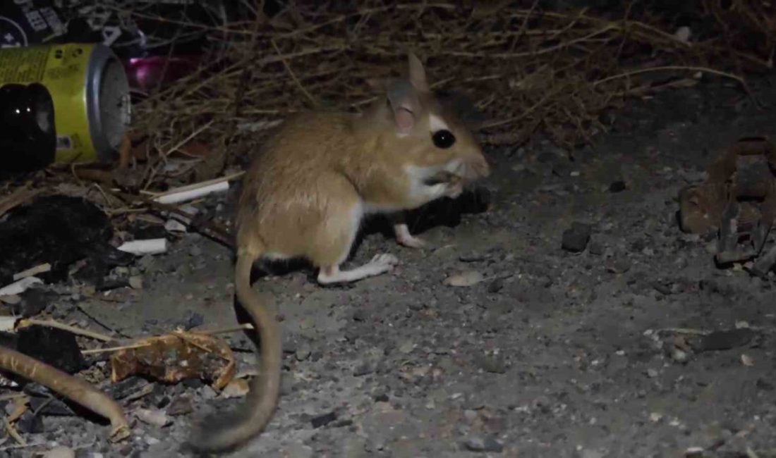 Erzurum Uzundere’de nesli tükenme tehlikesinde olan Arap tavşanı görüntülendi. Erzurum’un