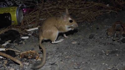 Erzurum Uzundere’de nesli tükenme tehlikesinde olan Arap tavşanı görüntülendi. Erzurum’un