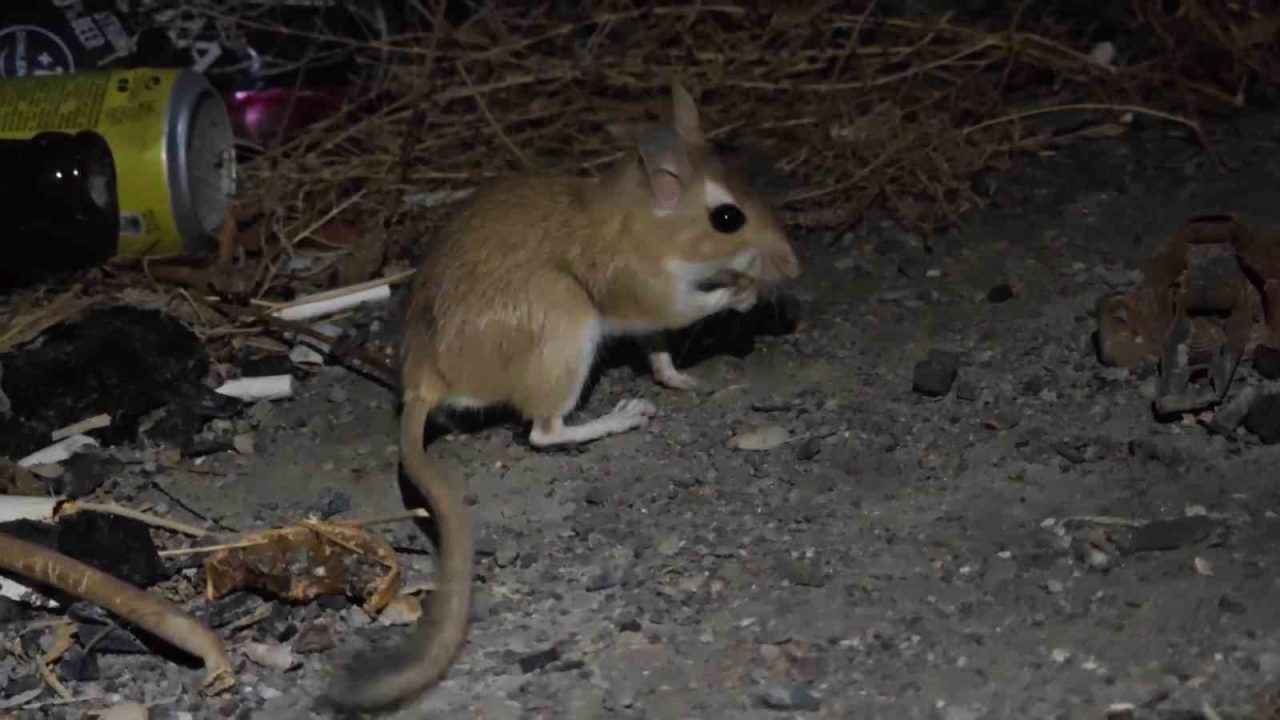 Erzurum Uzundere’de nesli tükenme tehlikesinde olan Arap tavşanı görüntülendi. Erzurum’un