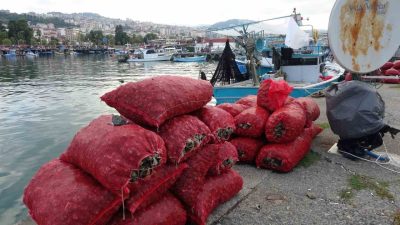 Balıkçıların geçim kaynağı olan deniz salyangozu avı Eylül ayı itibariyle
