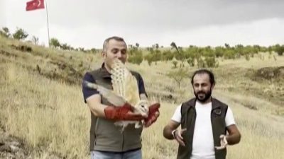 Erzurum’da veterinerler tarafından kontrol ve tedavisi yapılan peçeli baykuş, yeniden