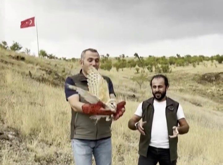 Erzurum’da veterinerler tarafından kontrol ve tedavisi yapılan peçeli baykuş, yeniden