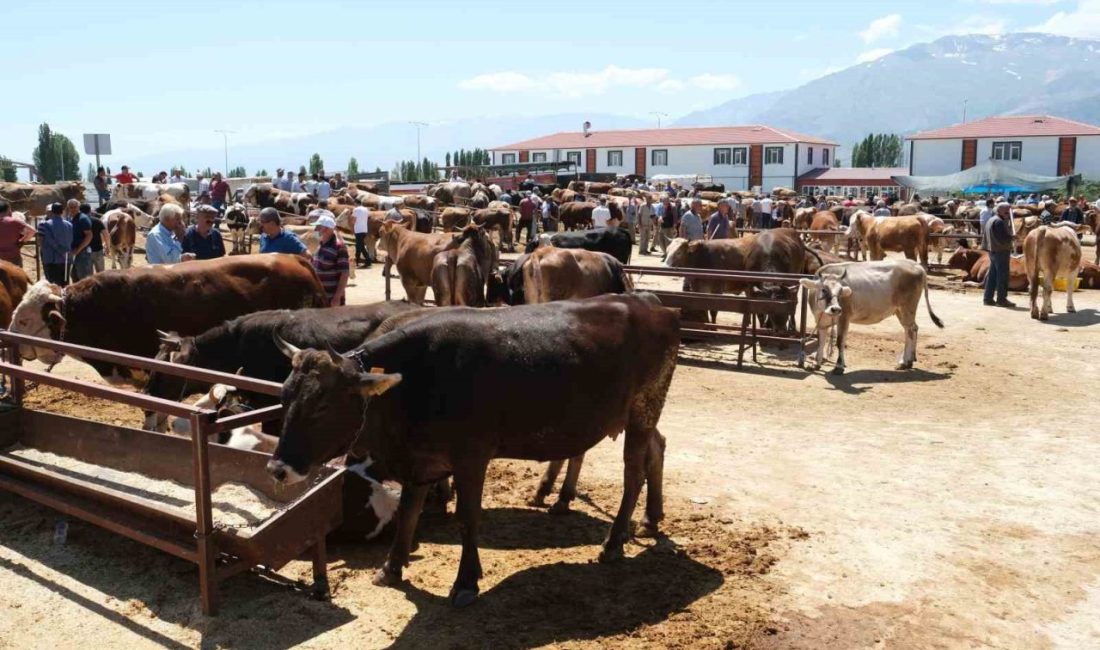 Erzincan’ın Refahiye ilçesine bağlı 34 köyde şap hastalığı nedeniyle hayvan