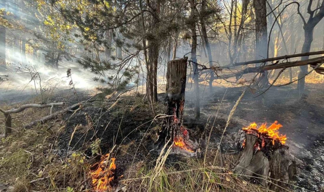 Kars’ın Sarıkamış ilçesinde ormanlık alanda çıkan anız yangınında yaklaşık 2