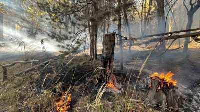 Kars’ın Sarıkamış ilçesinde ormanlık alanda çıkan anız yangınında yaklaşık 2