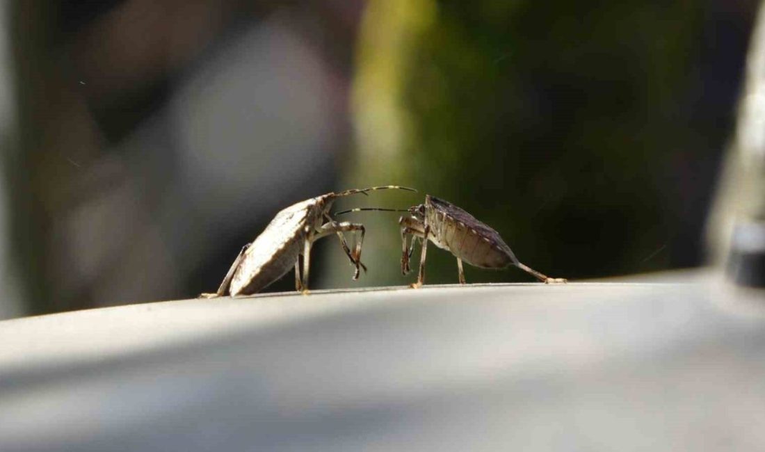 Karadeniz Bölgesi’nde fındık başta olmak üzere birçok tarım ürününe büyük