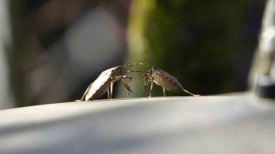 Karadeniz Bölgesi’nde fındık başta olmak üzere birçok tarım ürününe büyük