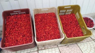 Erzincan’da vatandaşlar tarafından dere yatakları ve ormanlık alanlarda toplanan kızılcık,