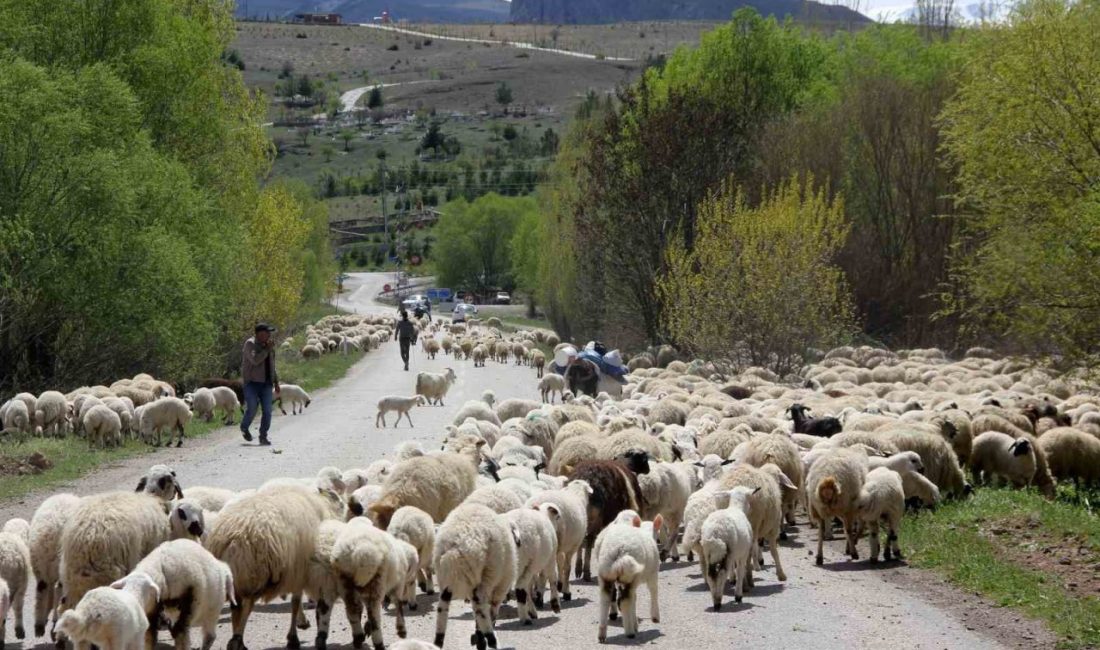 Yaz aylarında sürüleriyle Erzincan’daki yaylalarda konaklayan göçerler, bugünlerde havaların soğumasıyla