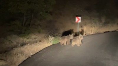 Erzincan’ın Kemaliye ilçesinde yola inen iki yavru ayı araçla ilerleyen