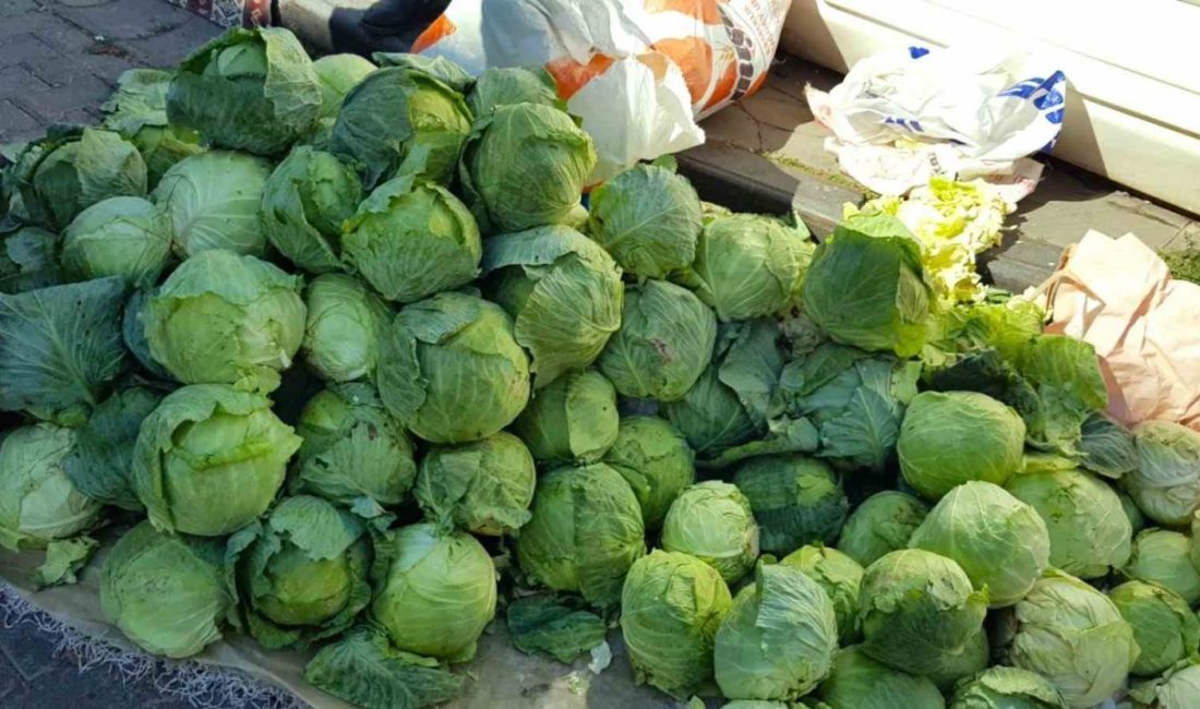 Giresun’un Alucra ilçesinde üreticiler, lahana hasadı öncesi tarlalarına dadanan hırsızlardan