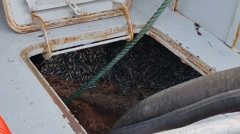 Trabzon’un Araklı ilçesi açıklarında yoğunlaşan hamsi sürüleri balıkçı teknelerini bölgeye