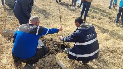 Aras Elektik, 11 Kasım Milli Ağaçlandırma Günü kapsamında sorumluluk bölgesinde