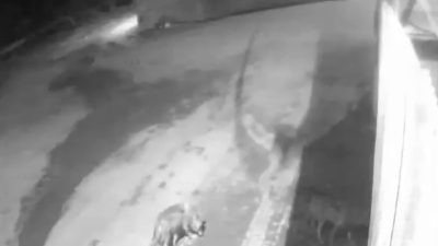 Erzurum’un Aşkale ilçesine bağlı Karahasan köyünde aç kalan kurtlar, yerleşim