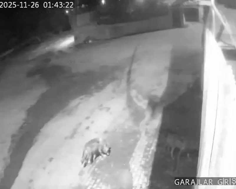 Erzurum’un Aşkale ilçesine bağlı Karahasan köyünde aç kalan kurtlar, yerleşim