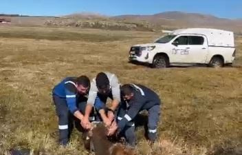 Ardahan’da bataklığa saplanan büyükbaş hayvan, Aras Edaş arıza ekiplerince kurtarıldı.