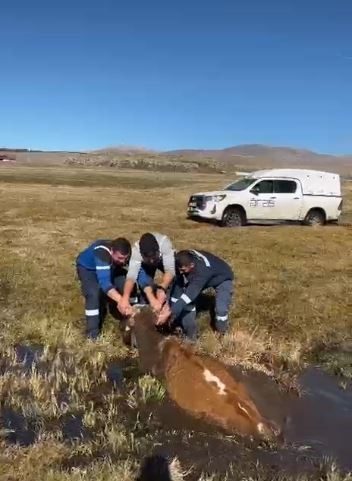 Ardahan’da bataklığa saplanan büyükbaş hayvan, Aras Edaş arıza ekiplerince kurtarıldı.