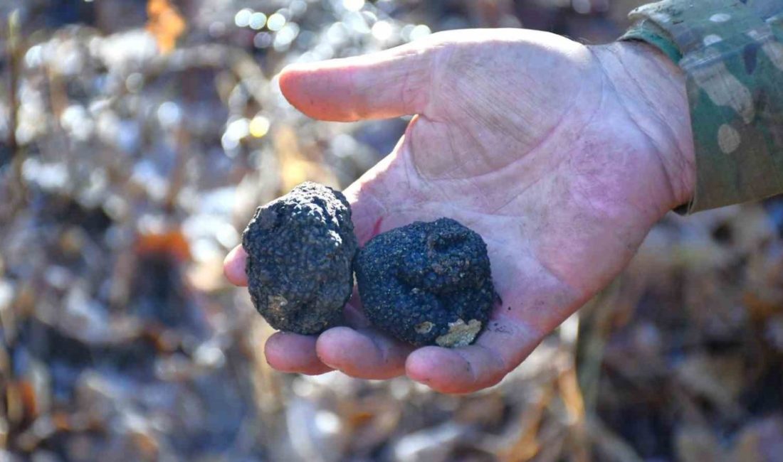 Trabzon Orman Bölge Müdürlüğü, doğanın gizli hazinelerinden biri olan, ’kara