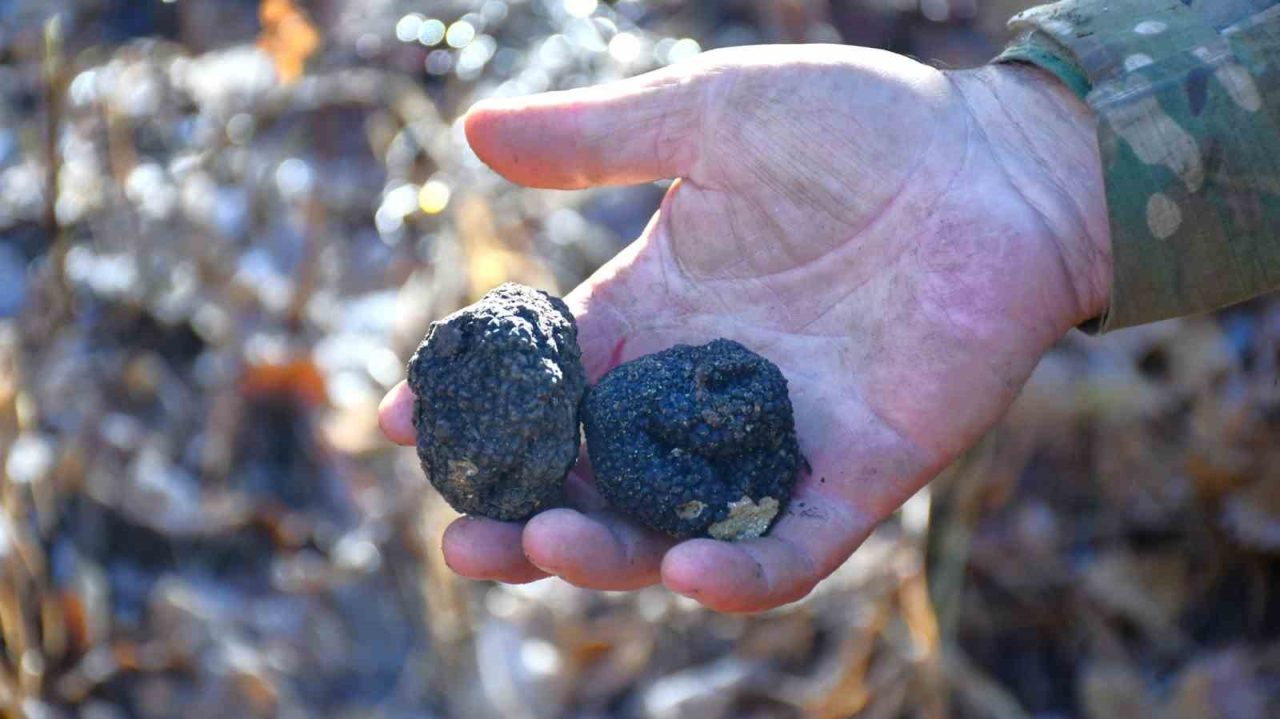 Trabzon Orman Bölge Müdürlüğü, doğanın gizli hazinelerinden biri olan, ’kara