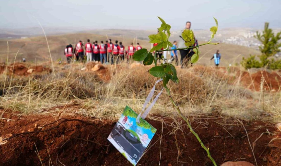 11 Kasım Milli Ağaçlandırma Günü kapsamında Bayburt’ta 97 bin 620