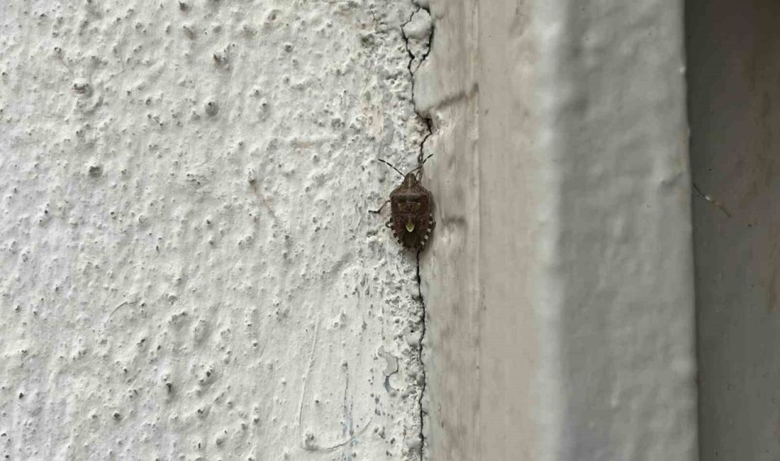 BAYBURT (İHA) – Türkiye’nin birçok ilinde artış gösteren kahverengi kokarca