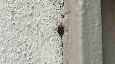 BAYBURT (İHA) – Türkiye’nin birçok ilinde artış gösteren kahverengi kokarca