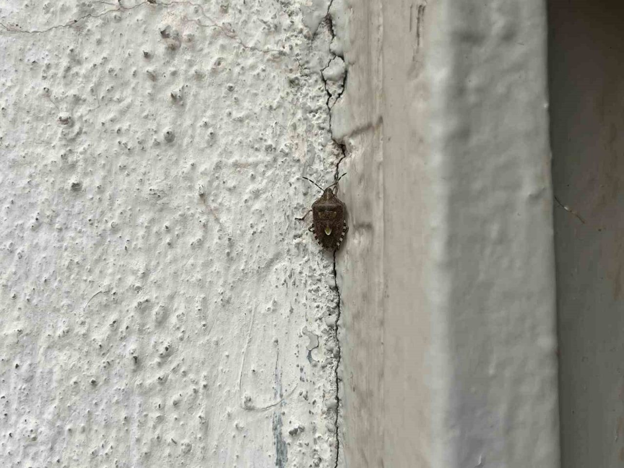 BAYBURT (İHA) – Türkiye’nin birçok ilinde artış gösteren kahverengi kokarca